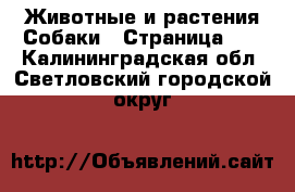 Животные и растения Собаки - Страница 13 . Калининградская обл.,Светловский городской округ 